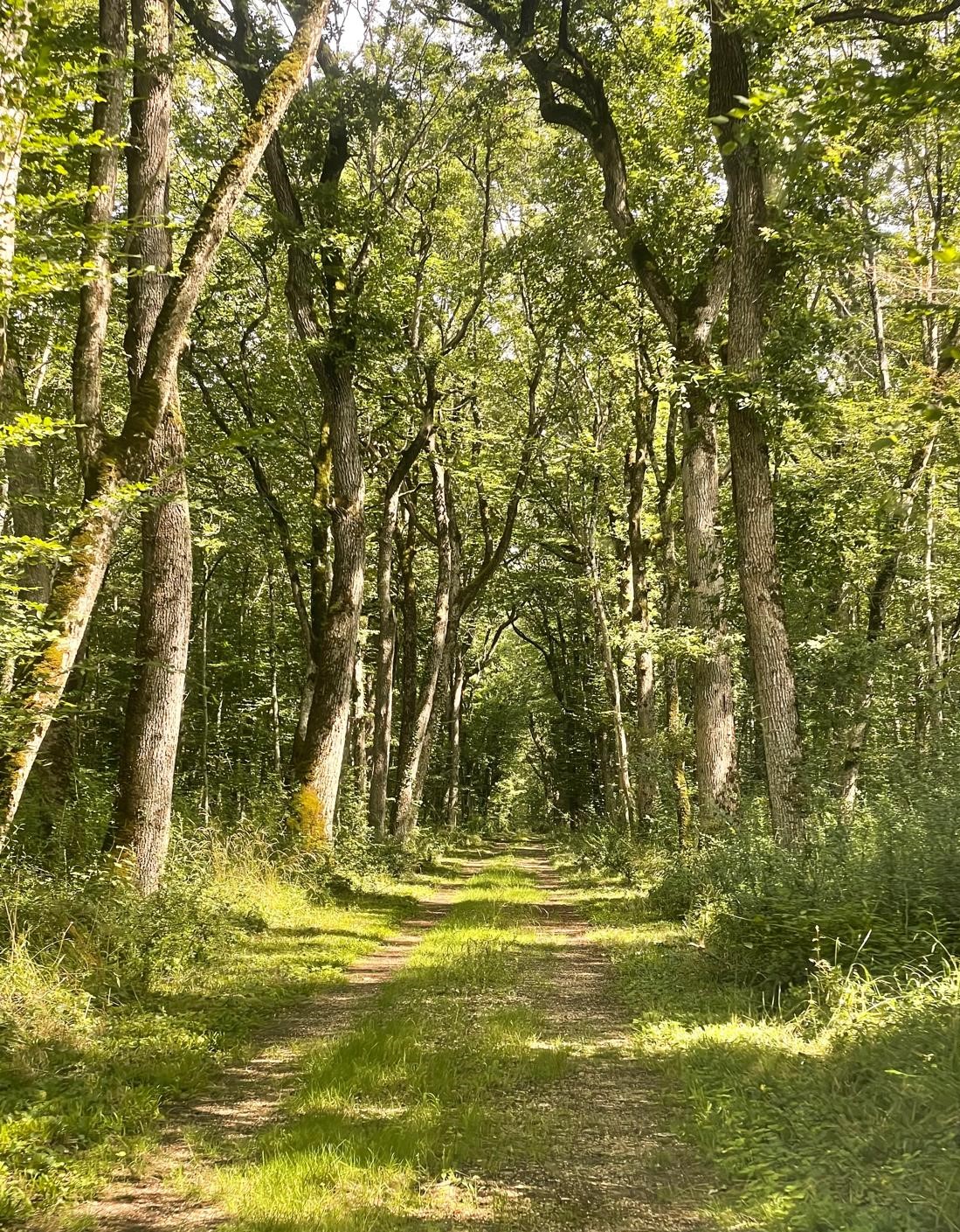 Magnifique demeure du XIXe siècle avec dépendances dans son parc de 13ha située à 12 kms de BOURGES