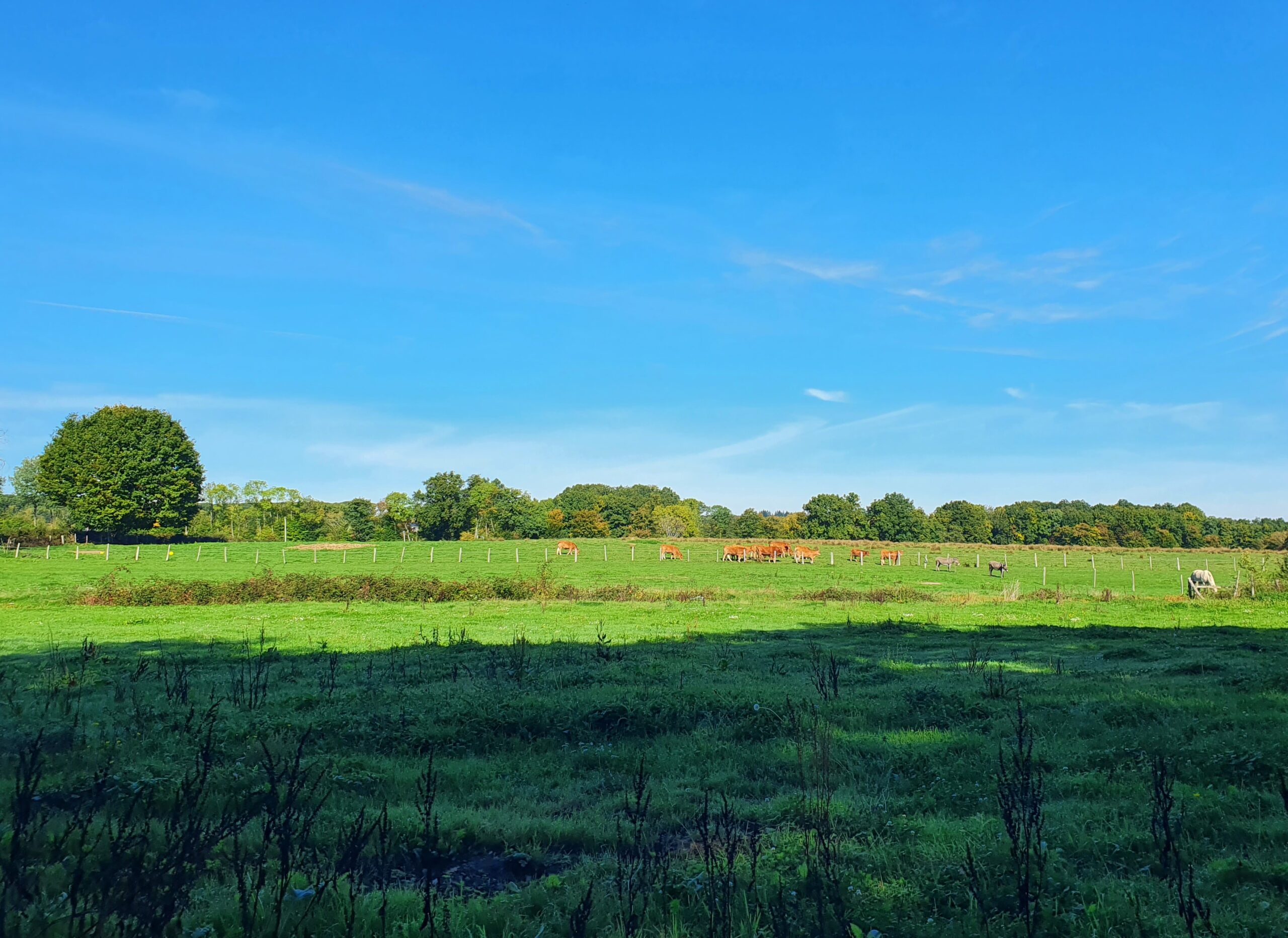 Propriété d&rsquo;exception située à 20 minutes de Bourges avec pâtures et étang