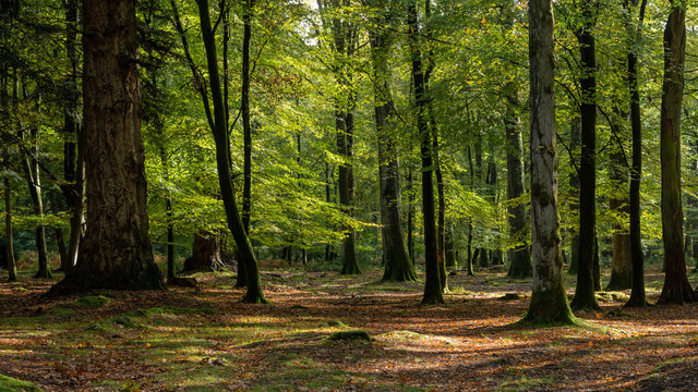 Parcelles de bois sur 35 hectares 57a situées à 20 minutes de Bourges - Image principale