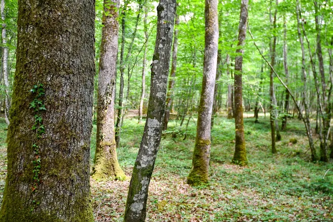 Parcelles de bois sur 35 hectares 57a situées à 20 minutes de Bourges