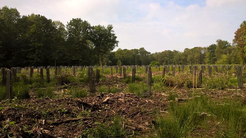 Parcelles de bois sur 35 hectares 57a situées à 20 minutes de Bourges