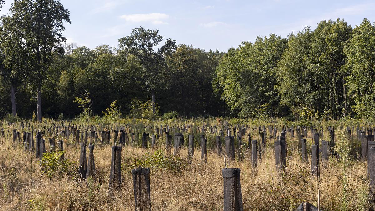 Parcelles de bois sur 35 hectares 57a situées à 20 minutes de Bourges